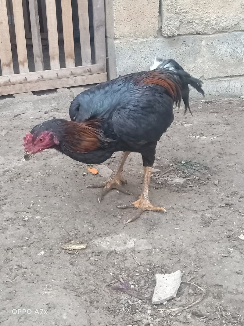 斗