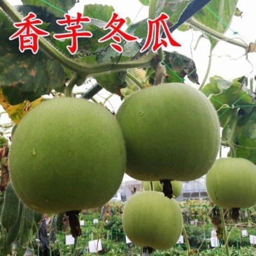 芋香冬瓜苗香芋冬瓜苗铁柱冬瓜苗小香冬瓜苗嫁接苗包回收
