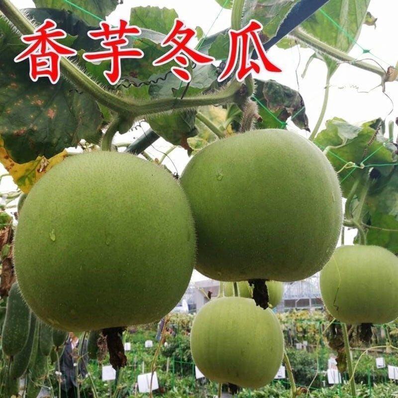 芋香冬瓜苗香芋冬瓜苗铁柱冬瓜苗小香冬瓜苗嫁接苗包回收