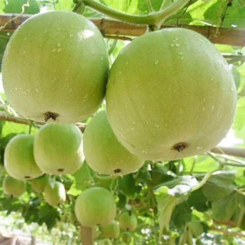 芋香冬瓜苗香芋冬瓜苗铁柱冬瓜苗小香冬瓜苗嫁接苗包回收