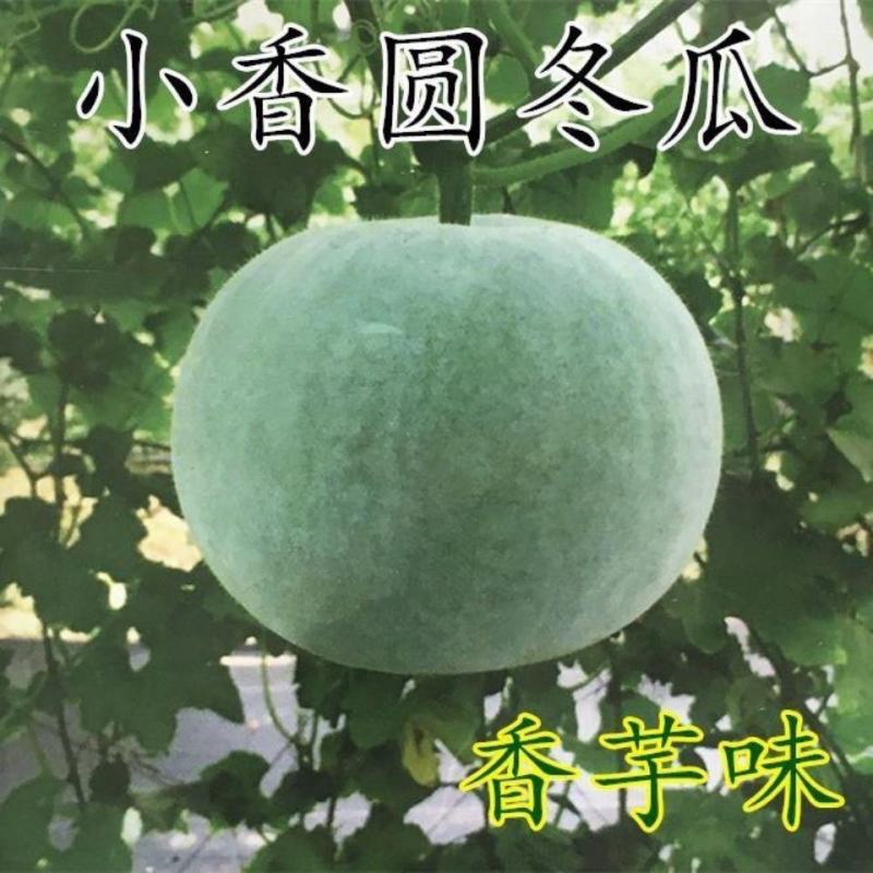 芋香冬瓜苗香芋冬瓜苗铁柱冬瓜苗小香冬瓜苗嫁接苗包回收