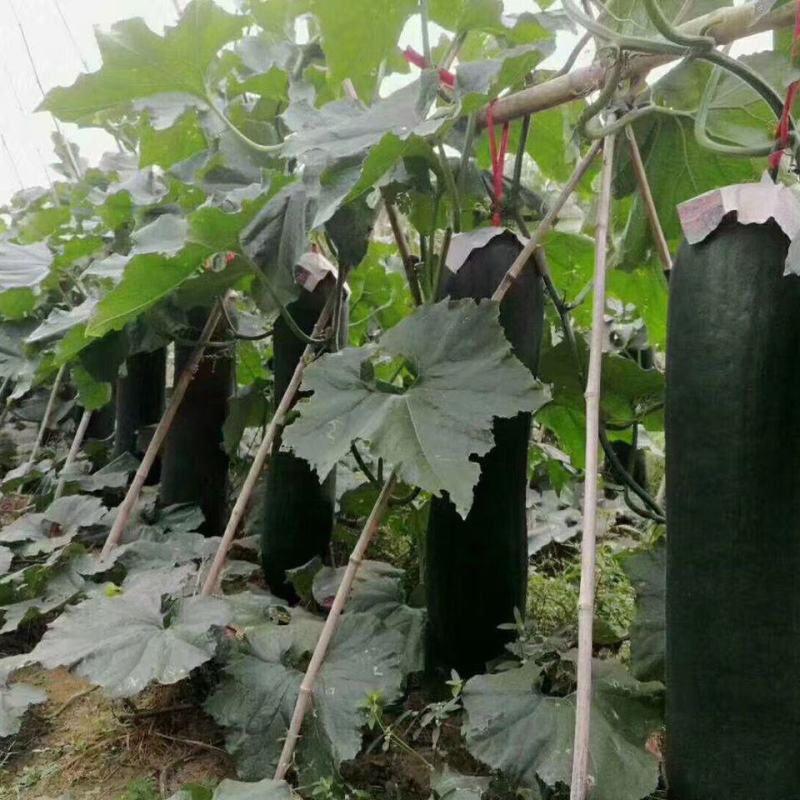 银灰冬瓜苗小棒槌冬瓜苗2号冬瓜苗嫁接冬瓜苗包回收