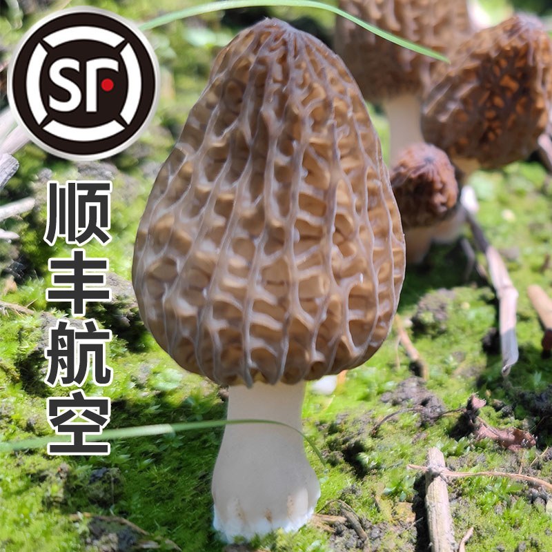 贵州高山种植羊肚菌