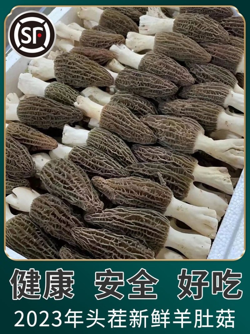贵州高山种植羊肚菌