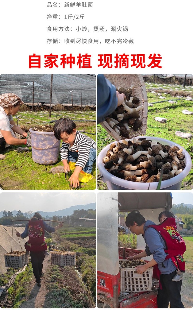 贵州高山种植羊肚菌