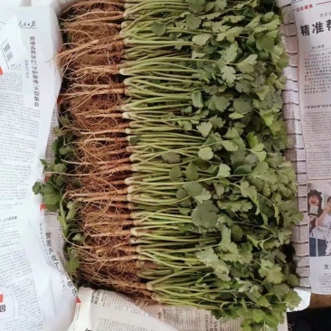 香菜，铁杆青