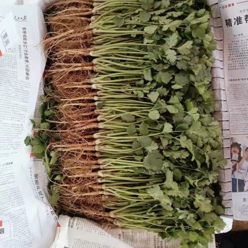 香菜，铁杆青