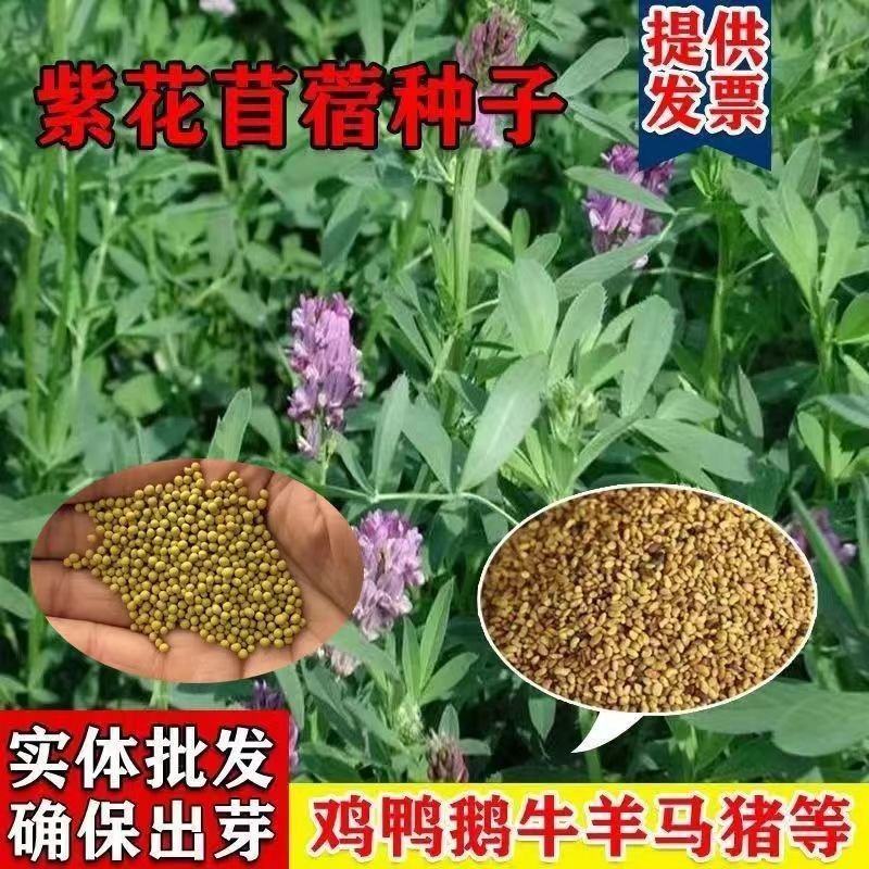 多年生紫花苜蓿种子四季高产耐寒耐旱高产牧草牛羊马鸡鸭鹅兔