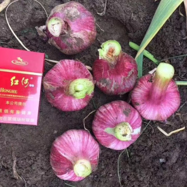 云南紫皮鲜蒜紫皮蒜杂交鲜蒜杂交蒜扒皮蒜