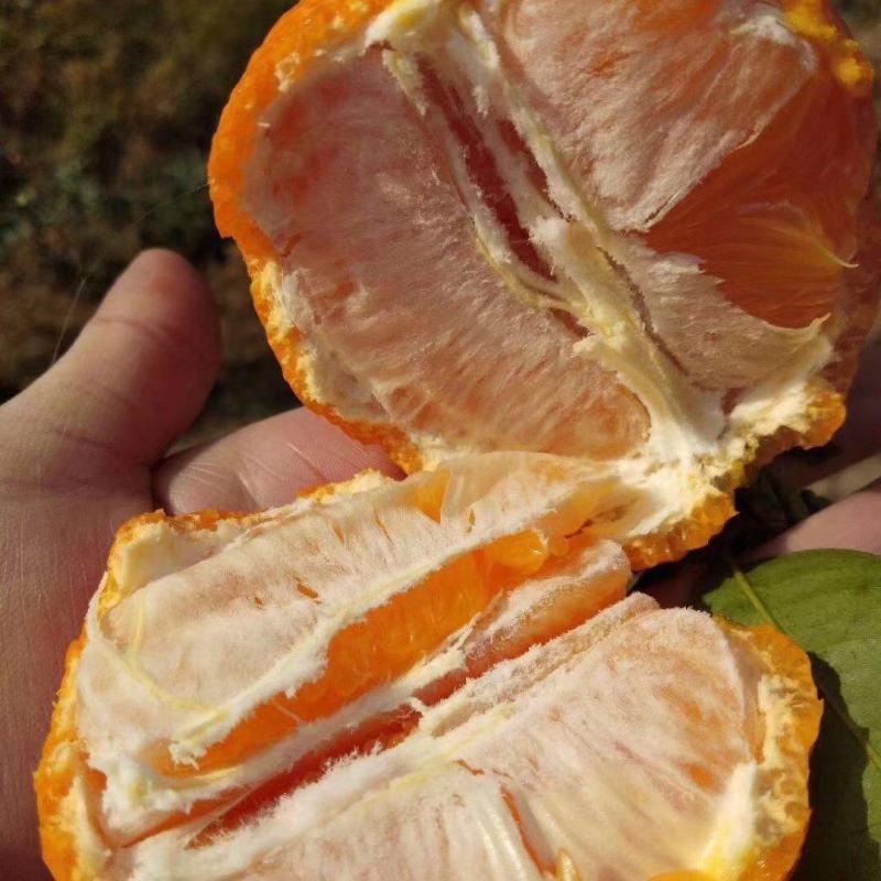 石棉黄果柑大量上市