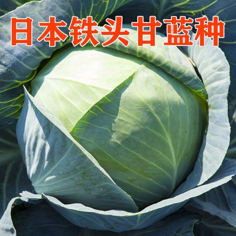奥奇丽甘蓝苗双龙三号甘蓝苗紫甘蓝苗免费技术指导包回收