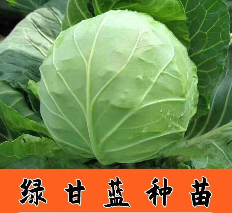 奥奇丽甘蓝苗双龙三号甘蓝苗紫甘蓝苗免费技术指导包回收