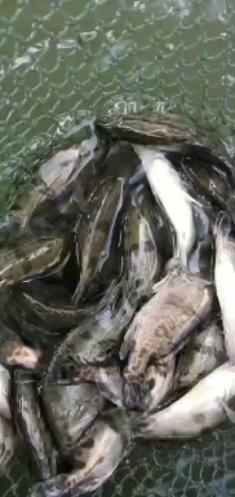 常年出售鳜鱼苗和成品桂鱼
