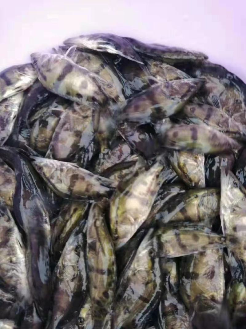 常年出售鳜鱼苗和成品桂鱼