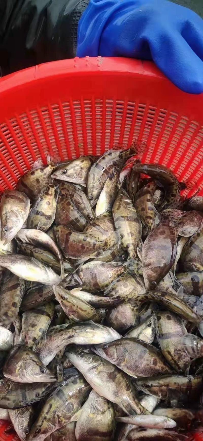 常年出售鳜鱼苗和成品桂鱼