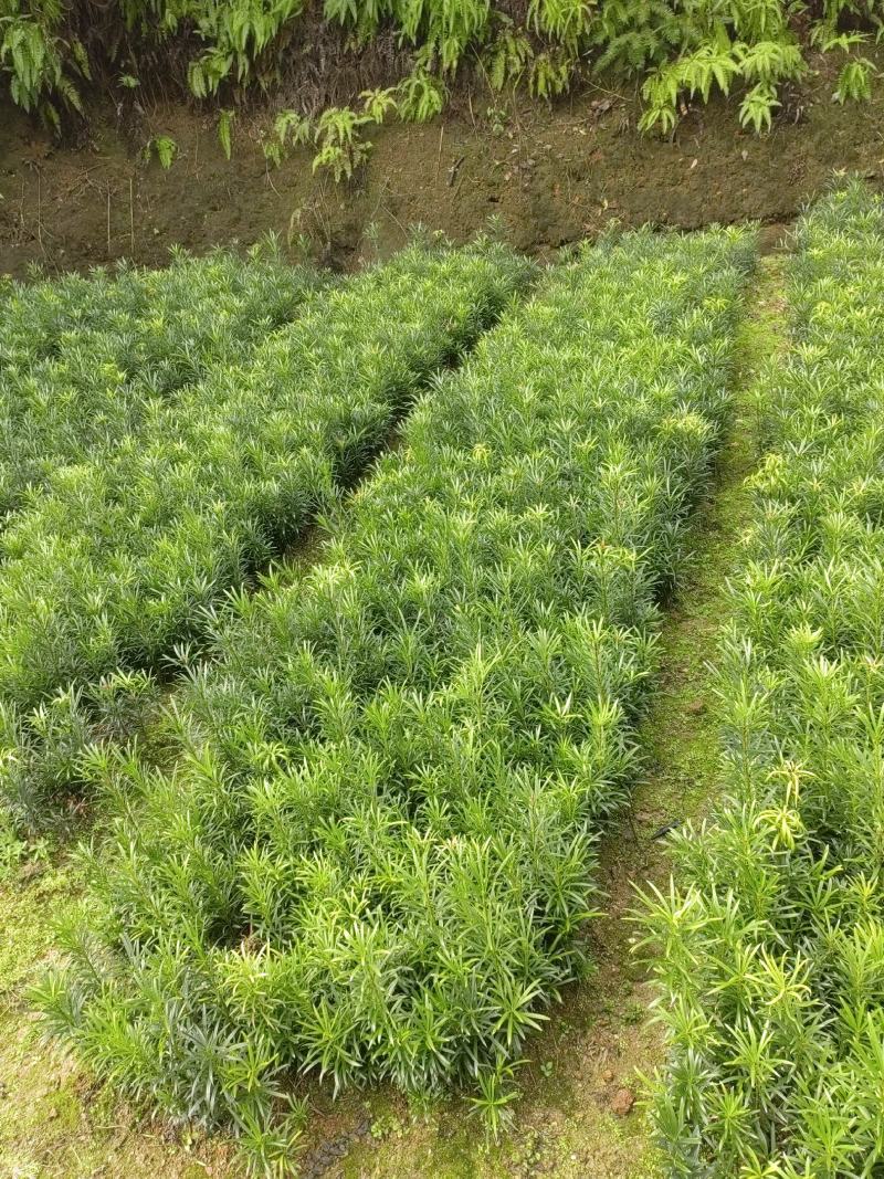 罗汉松籽播苗，罗汉松小苗，两年罗汉寺小苗供应