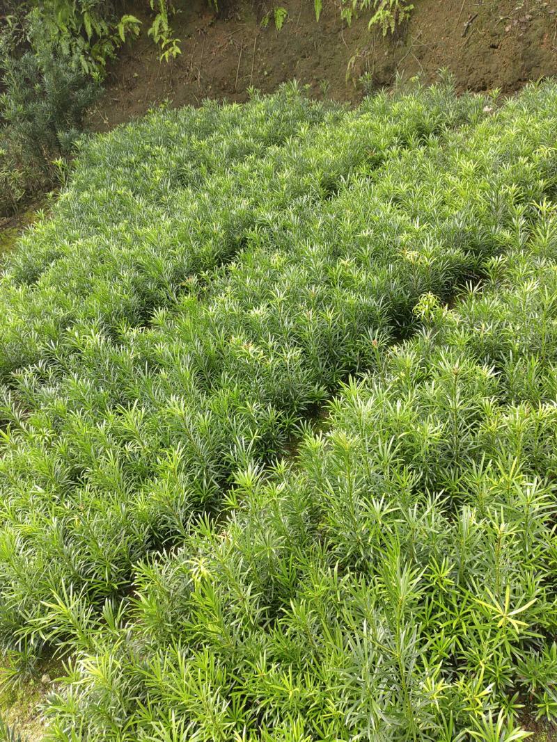 罗汉松籽播苗，罗汉松小苗，两年罗汉寺小苗供应