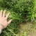 罗汉松籽播苗，罗汉松小苗，两年罗汉寺小苗供应