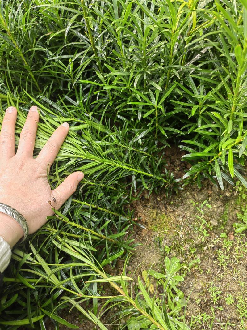 罗汉松籽播苗，罗汉松小苗，两年罗汉寺小苗供应
