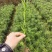 罗汉松籽播苗，罗汉松小苗，两年罗汉寺小苗供应