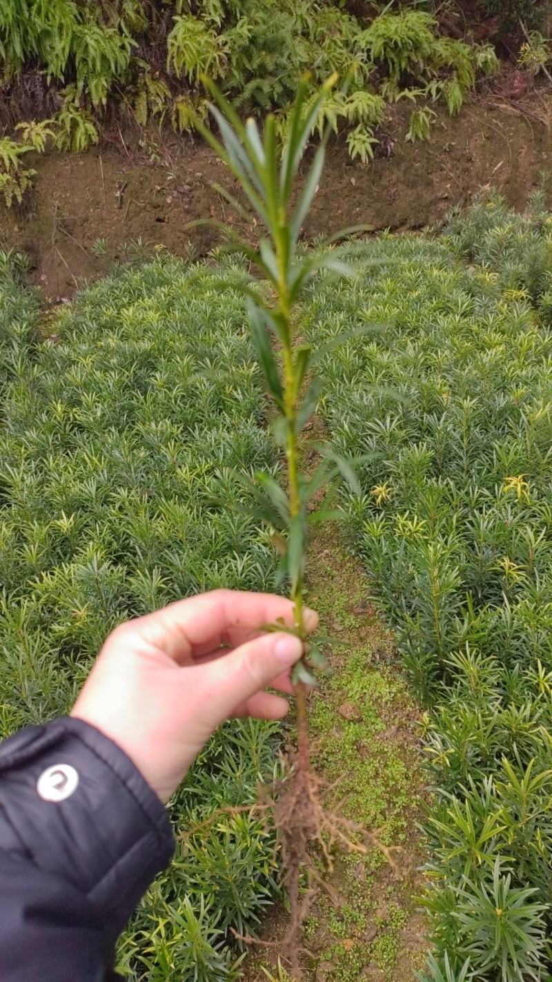 罗汉松籽播苗，罗汉松小苗，两年罗汉寺小苗供应