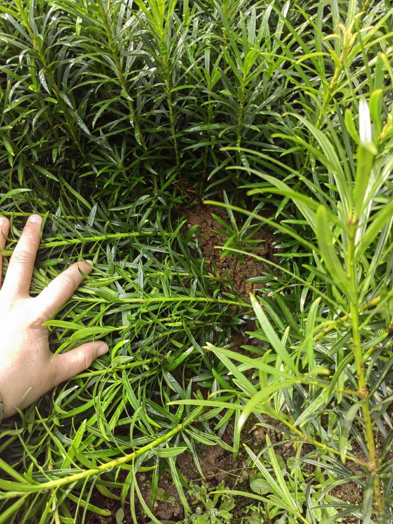罗汉松籽播苗，罗汉松小苗，两年罗汉寺小苗供应