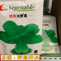 绿领火青菜大头束腰株高30cm单株重600-700克