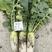 【碧剑】青头萝卜种子、芯肉青色、抽苔稳定、根长25厘米