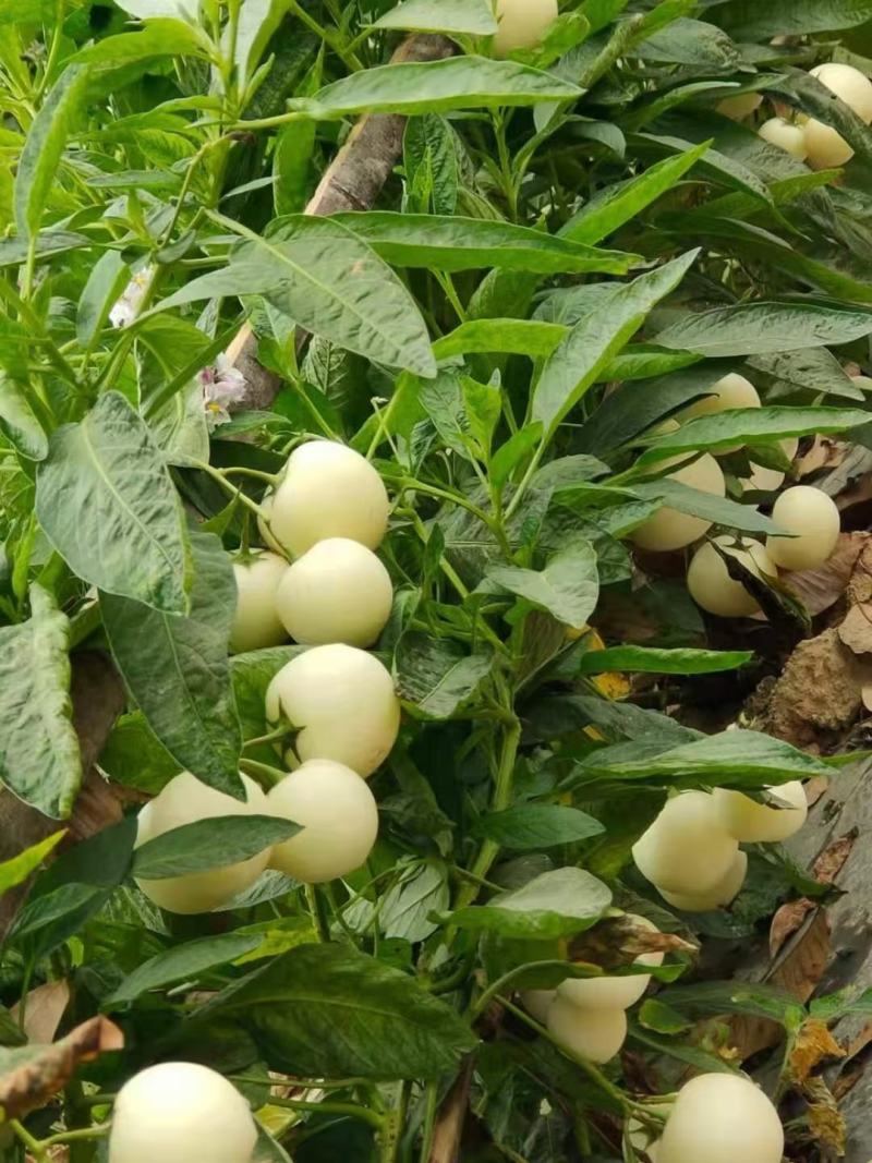 云南高原反季节人参果