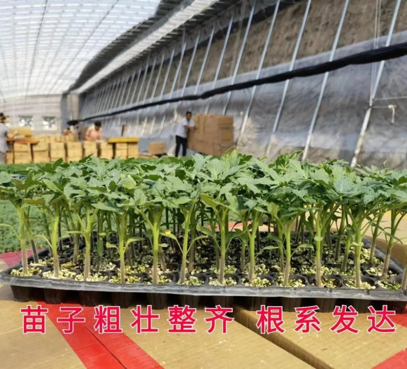 硬粉西红柿苗西红柿苗大量供应提供技术可签订合同