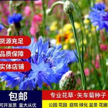 矢车菊种子新种子四季易种活花海公园庭院绿化耐寒花卉籽种