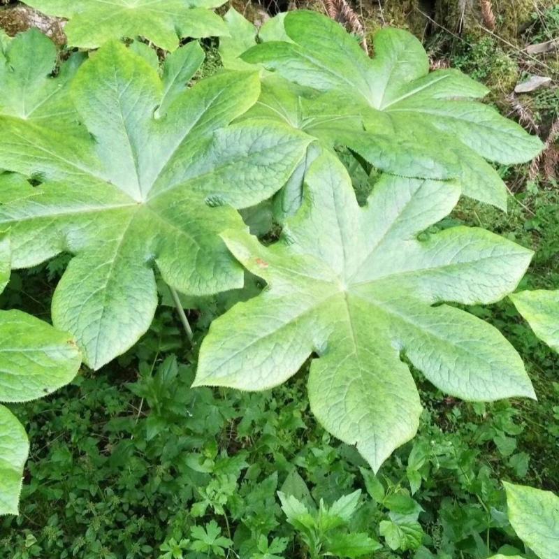 野生大块茎八角莲，种植，药用，都可以。现挖现发货，根须多