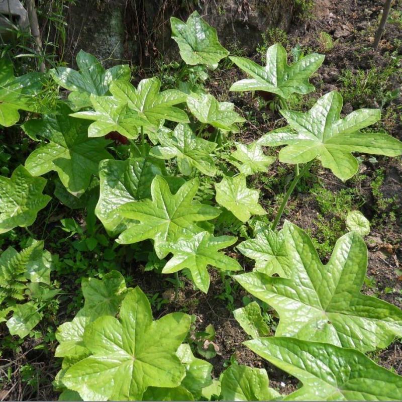 野生大块茎八角莲，种植，药用，都可以。现挖现发货，根须多