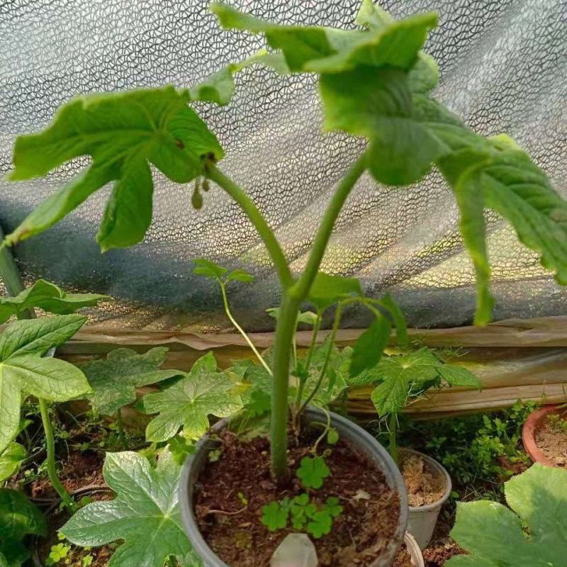 野生大块茎八角莲，种植，药用，都可以。现挖现发货，根须多