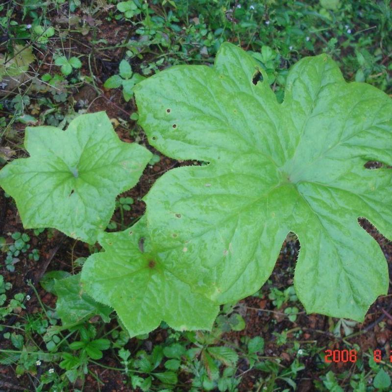 野生大块茎八角莲，种植，药用，都可以。现挖现发货，根须多