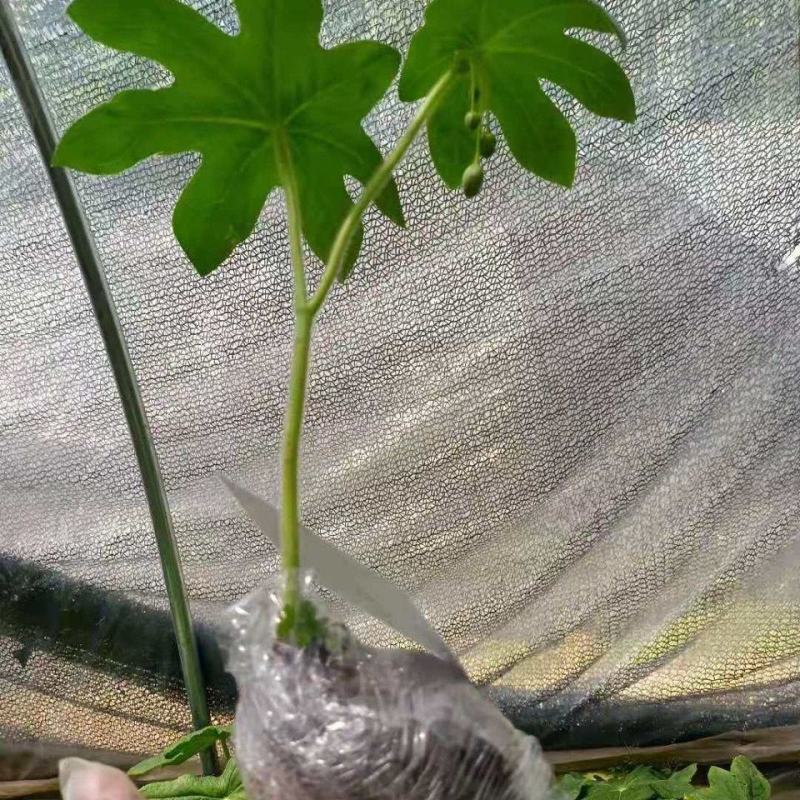 野生大块茎八角莲，种植，药用，都可以。现挖现发货，根须多