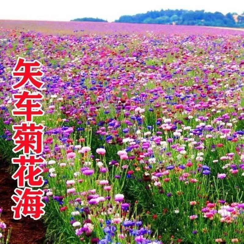 矢车菊种子蓝花矢车菊花种子花海庭院专用野花组合种子