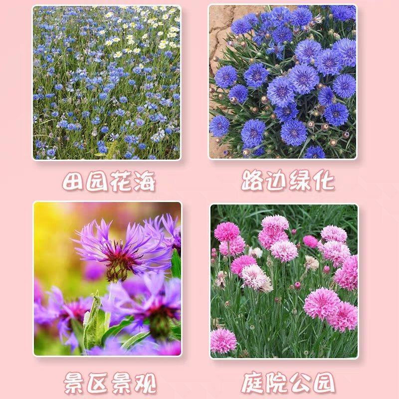 矢车菊种子蓝花矢车菊花种子花海庭院专用野花组合种子