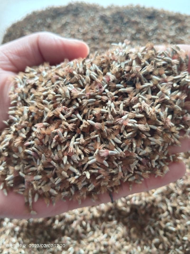 矢车菊种子蓝花矢车菊花种子花海庭院专用野花组合种子