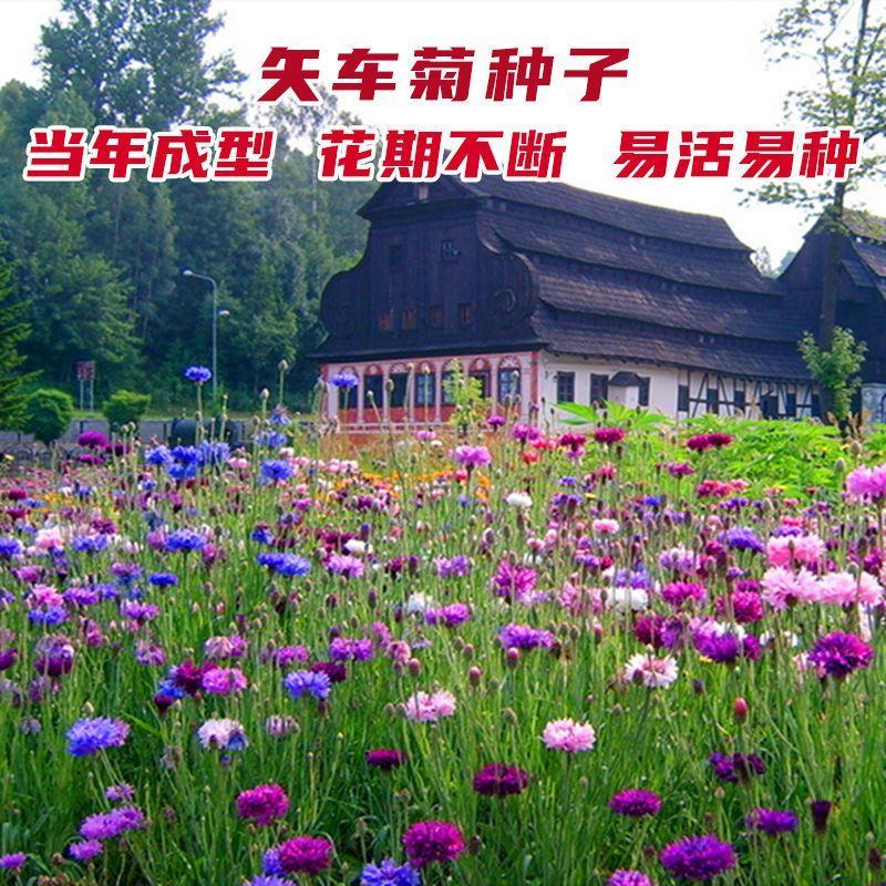 矢车菊种子蓝花矢车菊花种子花海庭院专用野花组合种子