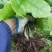 野生八角莲苗。自生苗，成活率高。欢迎采购