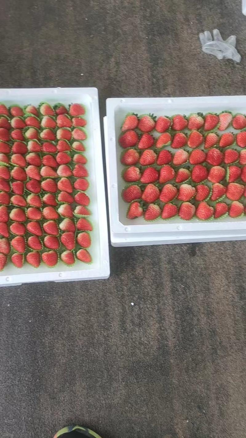 【精品】山东草莓基地妙香草莓一手货源对接电商市场批发
