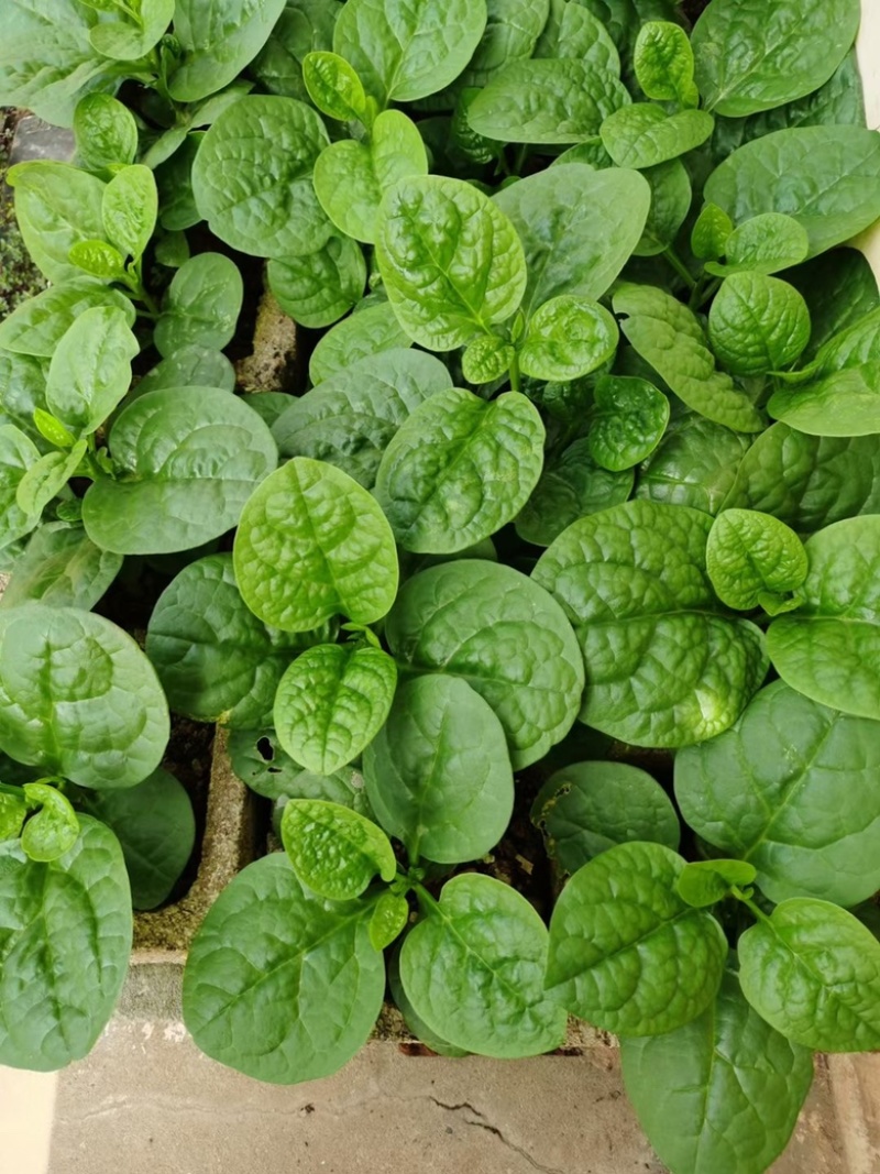 产地直发大叶圆叶木耳菜种子品种优良质量保证