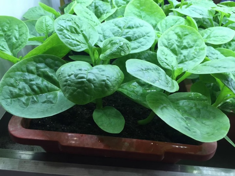 产地直发大叶圆叶木耳菜种子品种优良质量保证