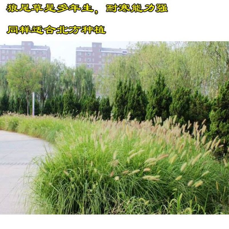 花镜植物羽绒狼尾草种子室外多年生花卉植物羽绒狼尾草种子