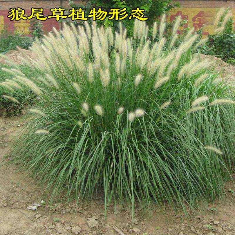 花镜植物羽绒狼尾草种子室外多年生花卉植物羽绒狼尾草种子