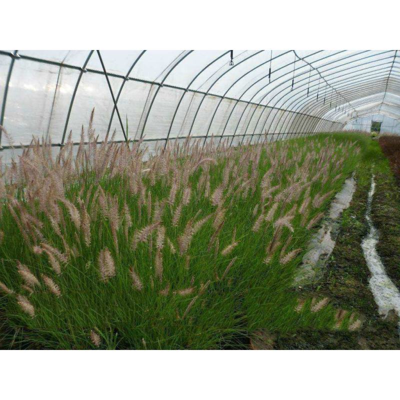 花镜植物羽绒狼尾草种子室外多年生花卉植物羽绒狼尾草种子