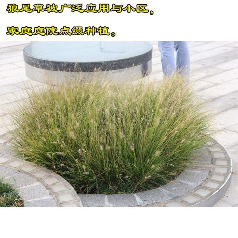 花镜植物羽绒狼尾草种子室外多年生花卉植物羽绒狼尾草种子