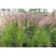 花镜植物羽绒狼尾草种子室外多年生花卉植物羽绒狼尾草种子