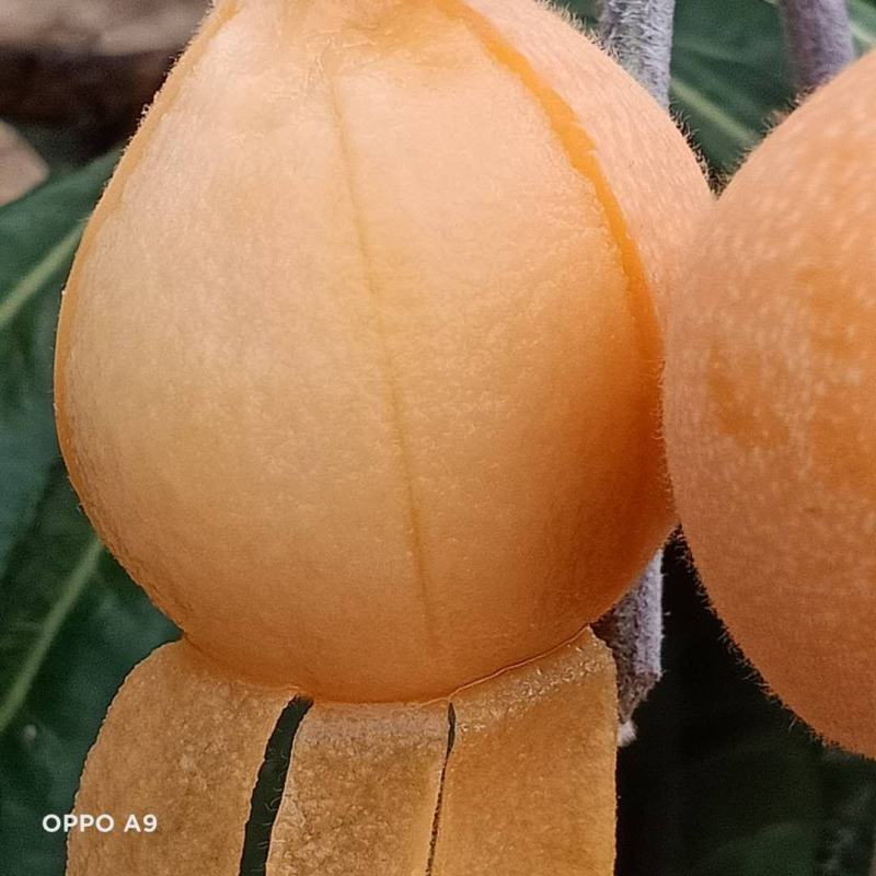 云南高原蒙自枇杷